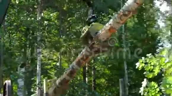 FellerBuncher机械臂装载树干视频的预览图