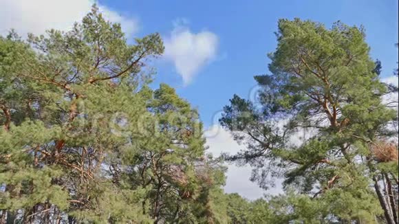 松林蓝天白云自然景观流逝视频的预览图