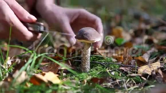 蘑菇的聚集视频的预览图