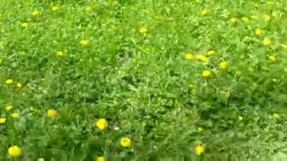 草地和蒲公英视频的预览图