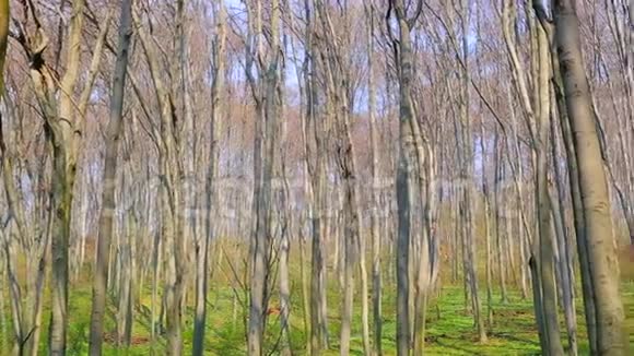 绿色的春天森林朝阳用白色的花朵照亮绿草全景1920x1080视频的预览图