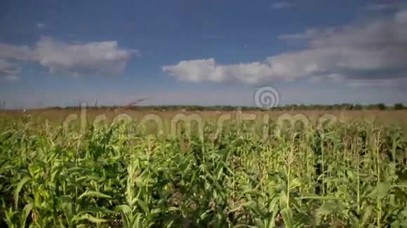 多云间阴的大玉米地视频的预览图