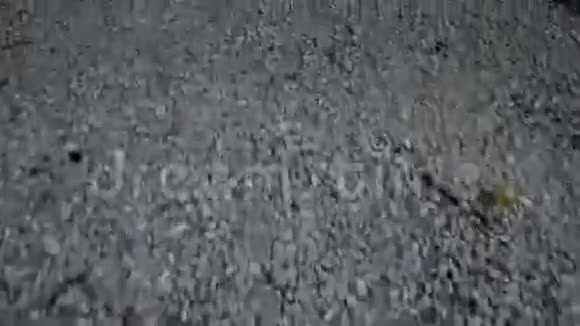 地上的橡树和卵石视频的预览图