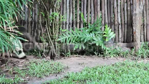 动物园里的巨型食蚁兽视频的预览图