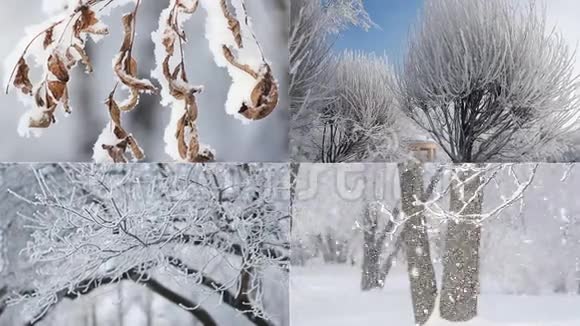 冬季景观阳光明媚的森林视频的预览图