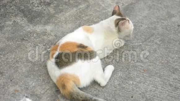 亚洲泰猫正在休息视频的预览图