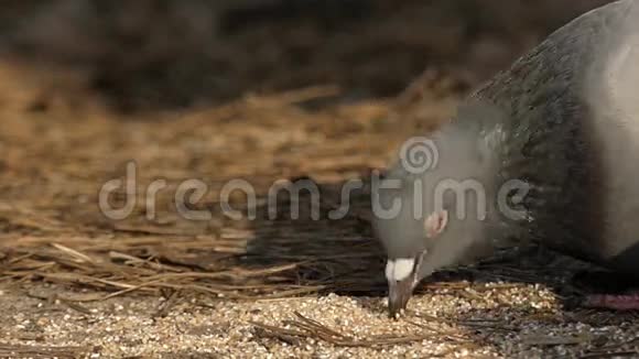 灰鸽子在森林里吃种子慢动作视频的预览图