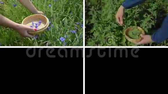 手收集草本植物替代药物录像拼贴视频的预览图