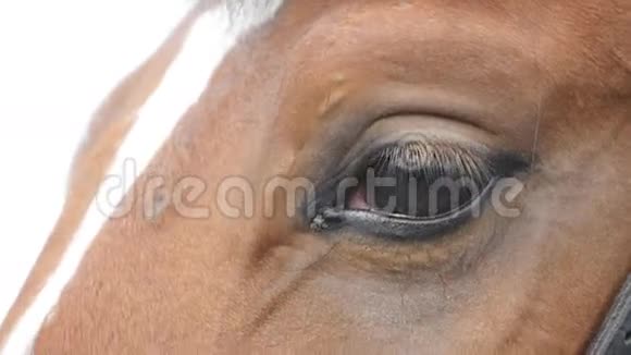 近距离观看一匹美丽的棕色马的眼睛眼眨眼视频的预览图