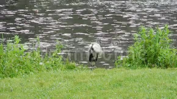 城市环境中水边缘的灰色鹭视频的预览图