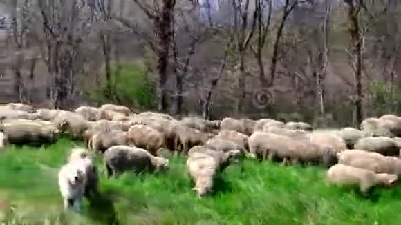 在河岸上放牧的羊群视频的预览图