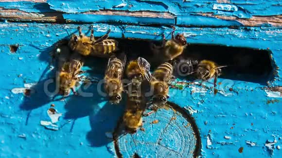 蜂巢入口处的蜜蜂群视频的预览图