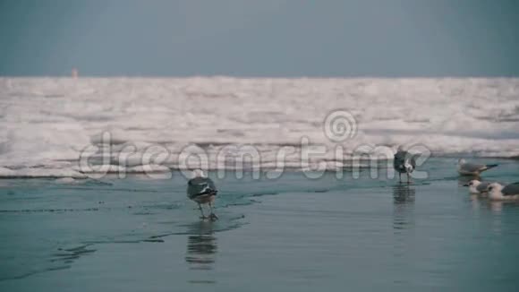 冬天海鸥坐在冰封的海面上慢动作视频的预览图