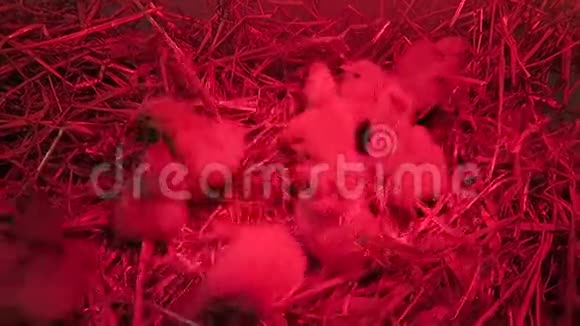 刚从鸡蛋里出来在稻草里孵出小鸡视频的预览图