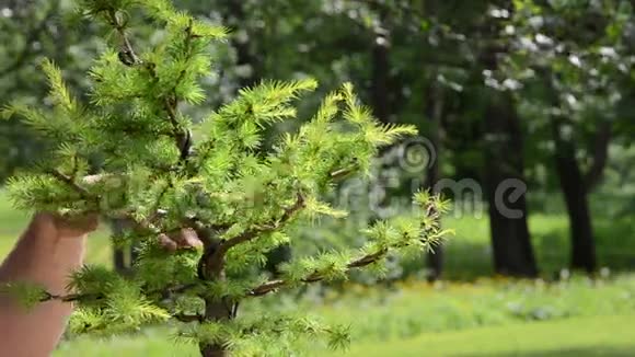 双手用剪刀修剪盆景树植物护理的特写视频的预览图