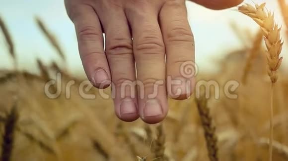 商人走过一片金色的麦田在夕阳下缓缓地抚摸着成熟的小麦的耳朵1920x1080视频的预览图