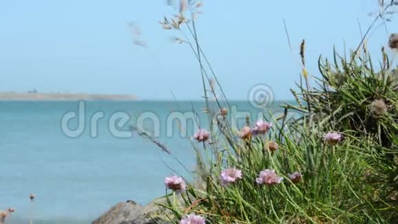 爱尔兰海岸悬崖边的野花视频的预览图