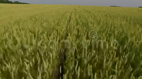日落时分飞越麦田空中景观视频的预览图