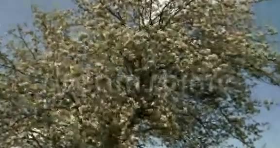苹果树的白色花朵4KFS700奥德赛7Q视频的预览图