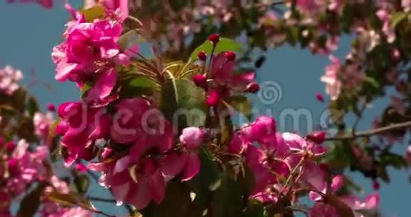 蜜蜂正在飞越樱花植物4KFS700奥德赛7Q视频的预览图