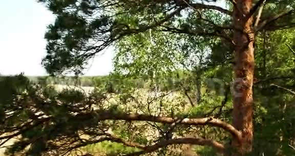 白桦树棕色树干4KFS700奥德赛7Q视频的预览图