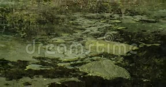 春天有很多苔藓的岩石4KFS700奥德赛7Q视频的预览图