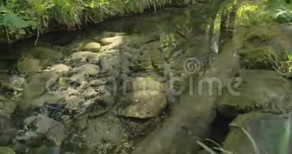春天的苔藓岩石和绿草FS700奥德赛7Q视频的预览图