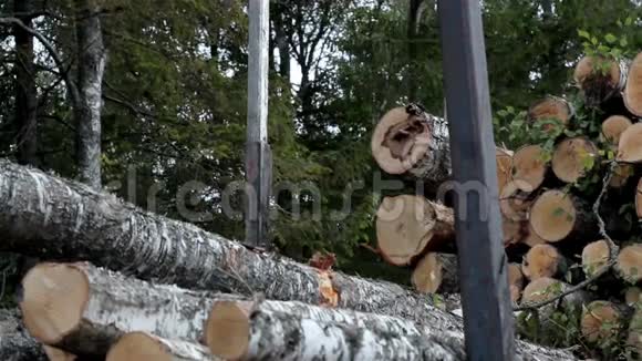 桦树被砍成堆树站在后面视频的预览图