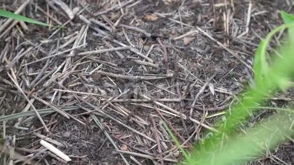 森林中的团队合作概念蚁丘生活中有蚂蚁的大蚁丘森林里的草视频的预览图