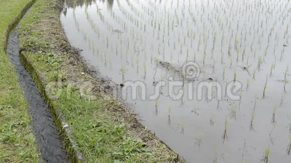 新种植的稻田视频的预览图