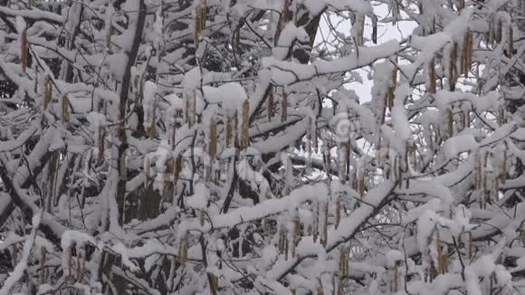 春季降雪和榛树枝背景视频的预览图