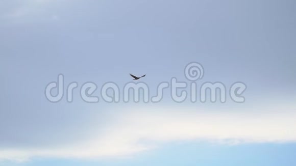 在天空背景上飞翔的高鸟视频的预览图