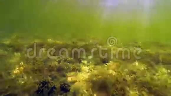 在水下湖中发现的植物视频的预览图