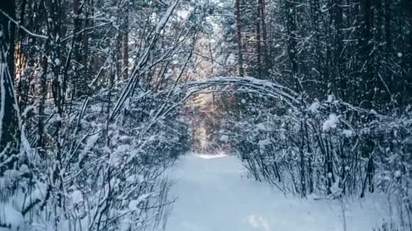 冬天的雪林树上有红色的阳光视频的预览图