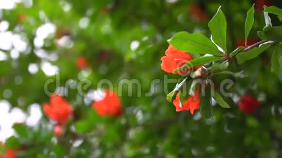 晴天树枝上的红春花好明信片视频的预览图