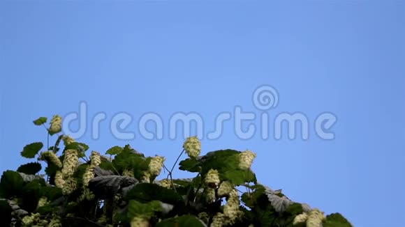 像核桃树一样的HopHumulus绽放着许多美丽的花朵啤酒视频的预览图