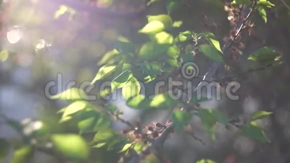 有太阳的树枝新鲜脆嫩的绿树树视频的预览图