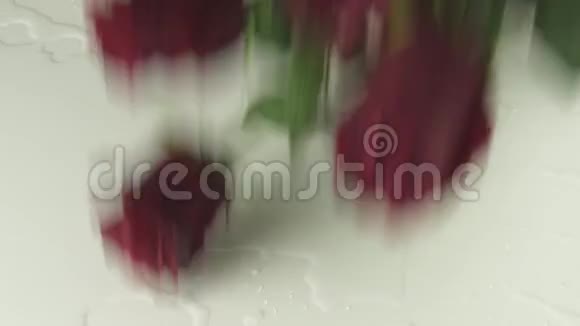 红玫瑰落在白色背景与水慢动作股票录像视频的预览图
