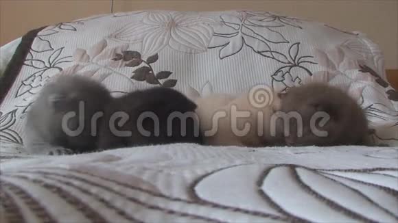 不同颜色的英国小猫在床上爬行视频的预览图