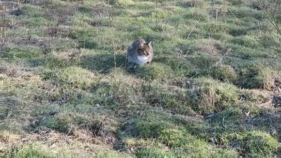 小野猫在草地上玩耍视频的预览图