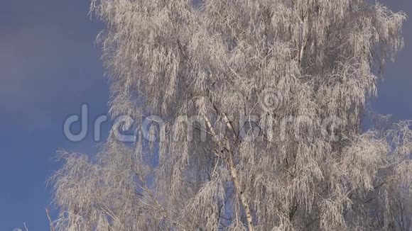 美丽的新年圣诞节冬天的霜冻桦树视频的预览图