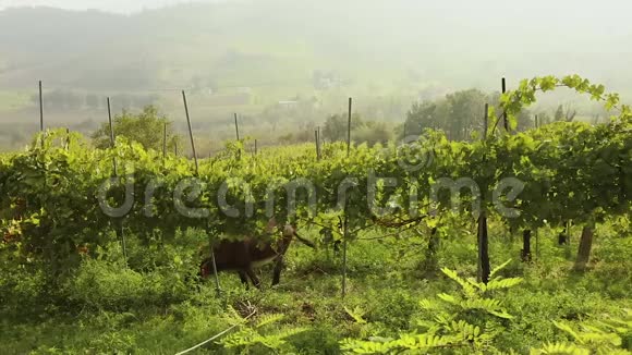 美丽的意大利山谷全景与葡萄园一匹小马吃葡萄全景图视频的预览图