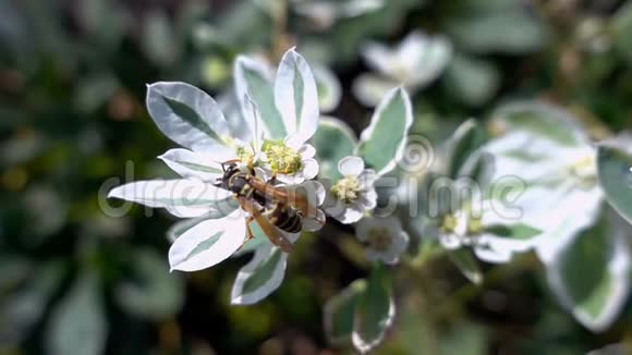 蜜蜂从花中采集花蜜慢动作视频的预览图