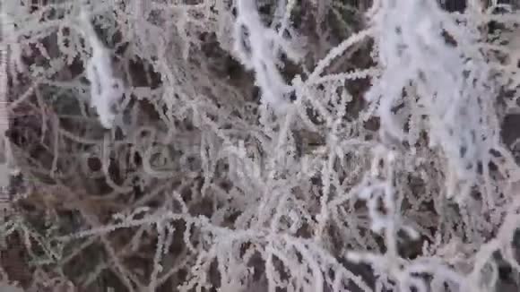 花园植物上的冬霜雾视频的预览图