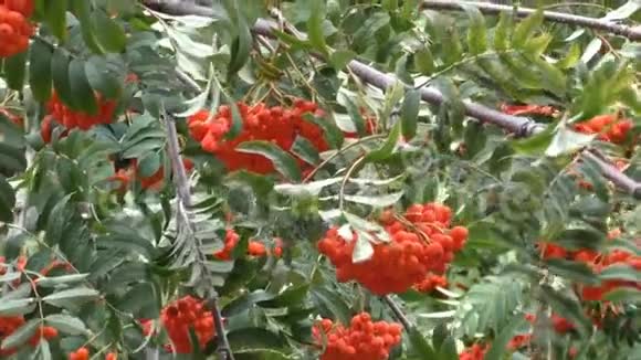 有红山灰浆果的树枝视频的预览图