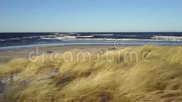 12月海边的沙滩上在风的作用下草地视频的预览图