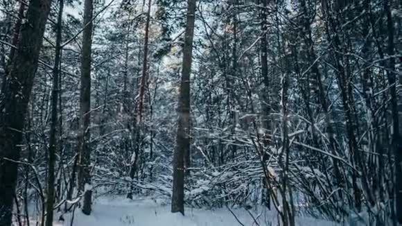 冬天的雪林树上有红色的阳光视频的预览图