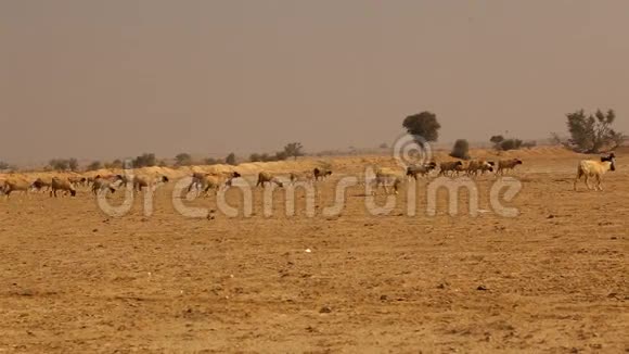 绵羊在印度拉贾斯坦沙漠视频的预览图