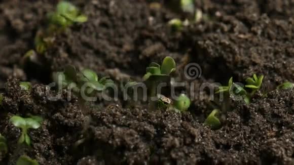 种植绿芥子植物农业春季季节视频的预览图