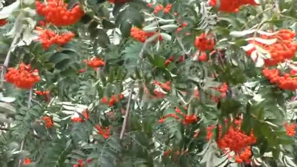 有红山灰浆果的树枝视频的预览图